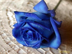 Nguồn gốc hoa hồng xanh