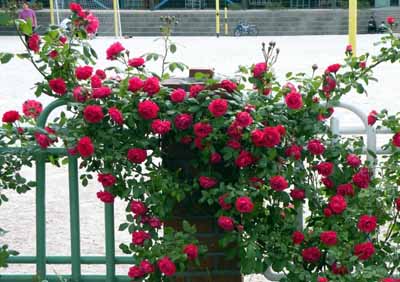 Hoa hồng leo, cách chăm sóc và trồng hoa hồng leo