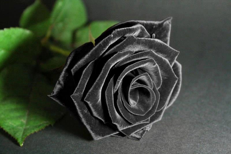 Sự tích của hoa hồng đen và ý nghĩa của nó