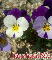 ý nghĩa các loài hoa và sự tích hoa viola