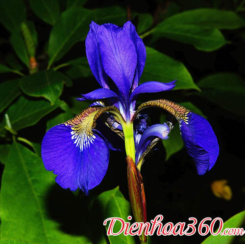 Hoa diêm vĩ - hoa iris ý nghĩa và nguồn gốc
