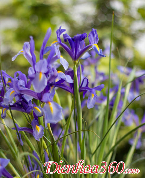hoa iris ý nghĩa và nguồn gốc