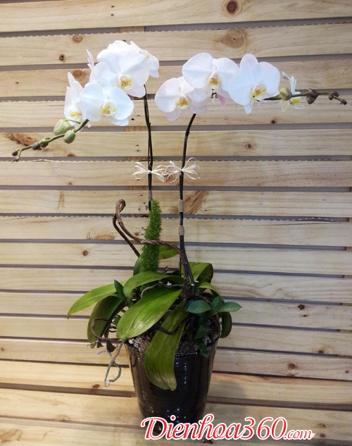 Orchids-lan hồ điệp đẹp