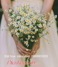 Ý nghĩa hoa cúc họa mi và màu hoa cúc trắng tím vàng và hình ảnh hoa cúc họa mi