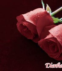 2 Bông hoa hồng có ý nghĩa gì trong tình yêu