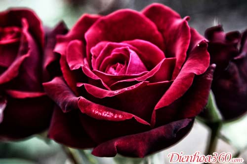 Nguồn gốc hoa hồng đỏ
